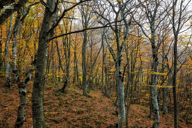 Sonbaharda Sabaduri Ormanı: kayınlar ve yapraktan halı