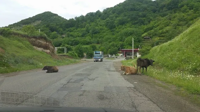 פרות בכביש כפרי בארמניה